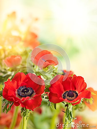 Red Anemone flowers. Windflower Buttercup or Poppy anemone on meadow. Beautiful wild flowers Stock Photo