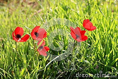 Red anemones, Israel Stock Photo