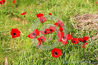 Red anemones, Israel Stock Photo