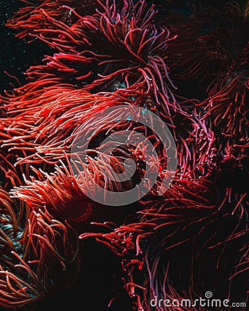 Red Anemonia sea animal (Actiniidae) with floating snakelocks Stock Photo