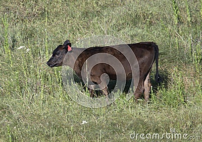 Red Angus calf grazing in Oklahoma Stock Photo