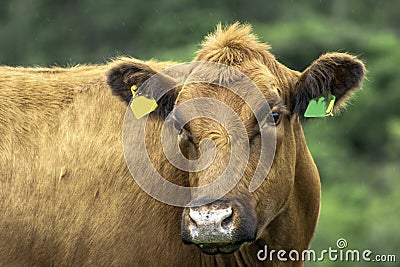 Red angus Cattle in pasture Stock Photo