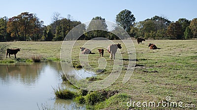 Red Angus Cattle in a pasture with calf near a farm pond Stock Photo