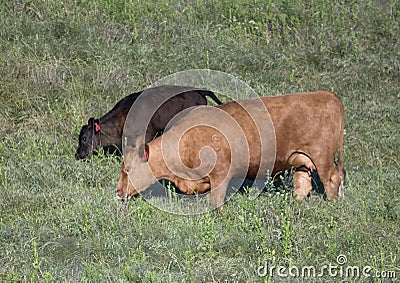 Red Angus cow and calf grazing in Oklahoma Stock Photo