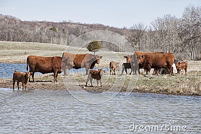 Red angus cows with calves Stock Photo