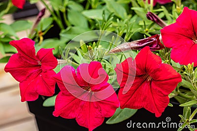 Red annuals trying to steal the show Stock Photo