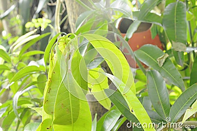 Red ant climbing on nest mango leaf in garden Stock Photo