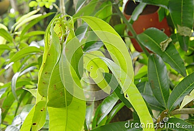 Red ant climbing on nest mango leaf in garden Stock Photo