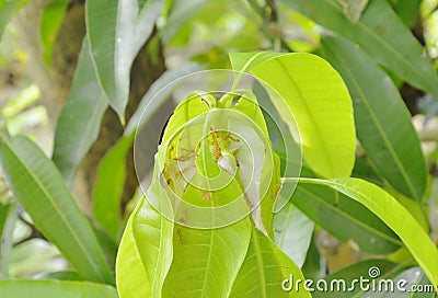 Red ant climbing on nest mango leaf in garden Stock Photo