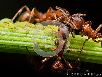 Red Ant herds small green aphids on green plant stem Stock Photo