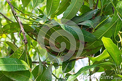 Red Ant's Nest on the Mango Tree, Raw and delicious Ingredients from Nature Stock Photo
