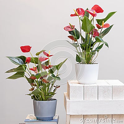 Red Anthurium Laceleaf flower Stock Photo