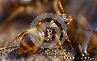 Red ants close up on natural background Stock Photo
