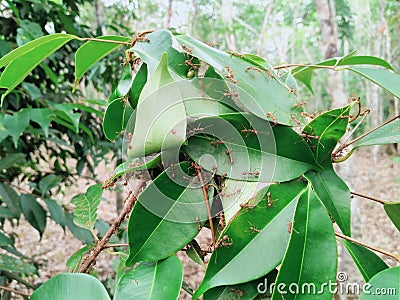 Red ants colony on leaves Stock Photo