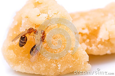 Red ants communicate with each other Stock Photo