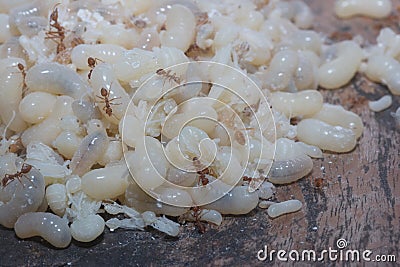 Red Ants eggs for cooking Stock Photo