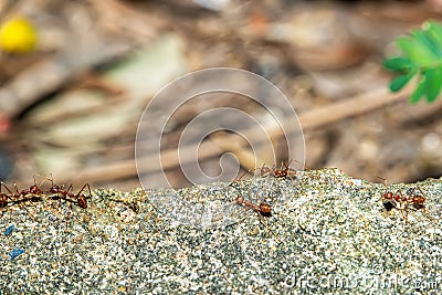 Red ants find food Stock Photo