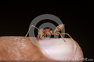 Red ants on the fingers Stock Photo