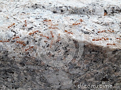 Red ants gather to find food in the summer. Stock Photo