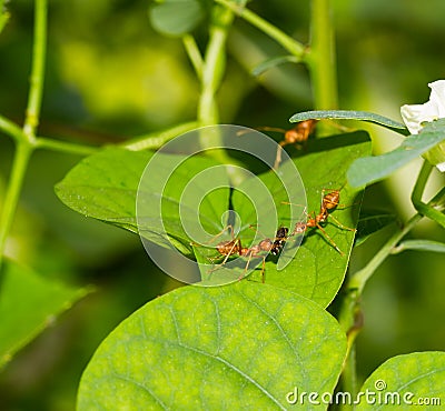 Red ants and insect Stock Photo