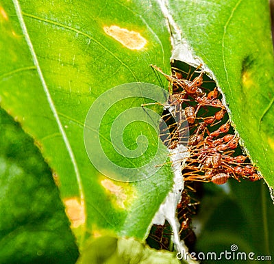 Red ants are pulling green leaves together to form a nest. Concept teamwork, unity, power, design template, magazine cover, Stock Photo
