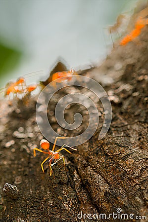 Red ants. Soldier ants. Stock Photo