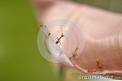 Red ants standing face to face on the leaf Stock Photo