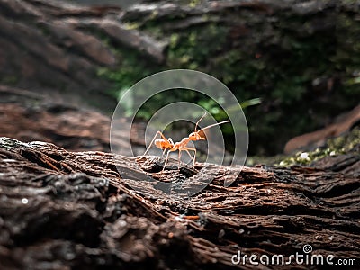 Red ants walk on mossy wood Stock Photo