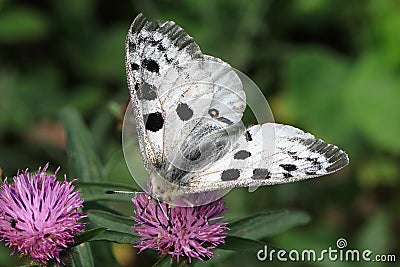 Red Apollo Parnassius apollo Stock Photo