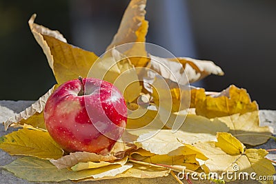Red apple and autumn leaves. Golden autumn in still life. Season autumn concept. Fall with golden leafs and apple. Stock Photo