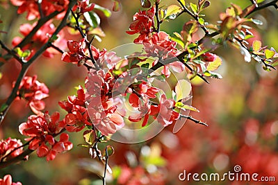 Red apple blossoms on tree branch on spring Stock Photo