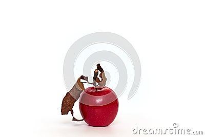 Red apple with dry leaf on white background Stock Photo