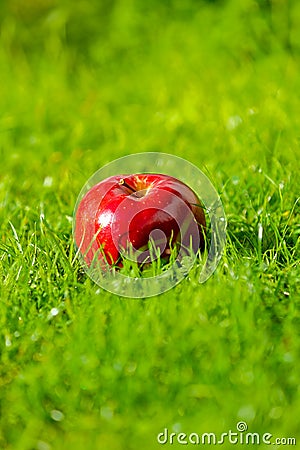 Red apple laying down on the grass Stock Photo