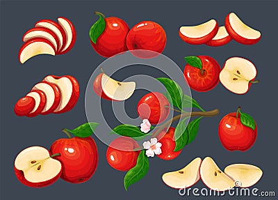 Red apple set, whole fruit and cut into slices, halves and quarters pieces, tree branch Vector Illustration