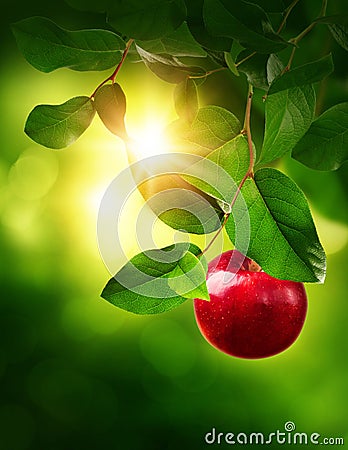 Red apple on a tree Stock Photo