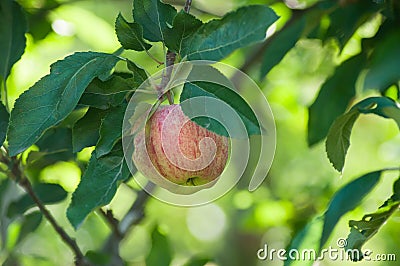 Red apple in apple tree for picking Stock Photo