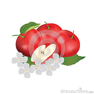 Red apple vector illustration with leaf and flower Vector Illustration