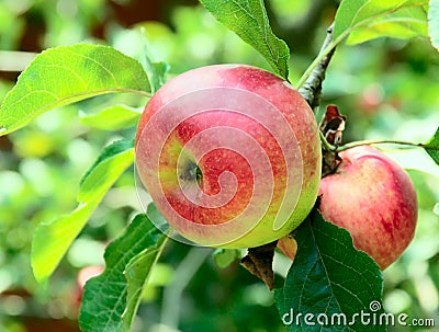 Red apples on an apple tree Stock Photo