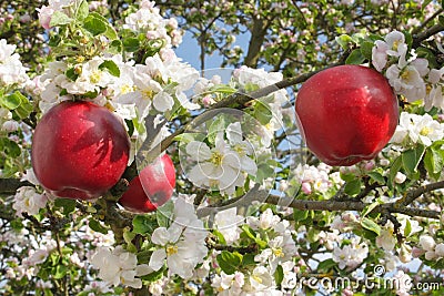 Red apples in apple tree Stock Photo