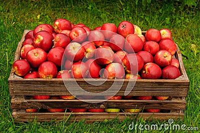 Red apples in a box Stock Photo