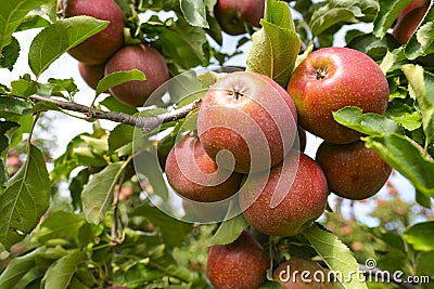 Red apples on branch. Autumn harvest, Orchard Stock Photo