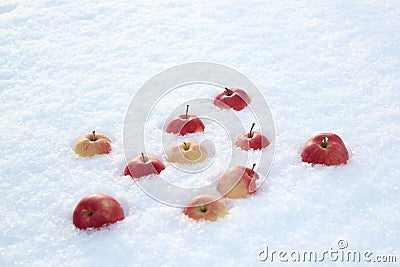 Red apples on fresh fluffy snow. Stock Photo