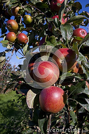 Red apples growing in an orchard Stock Photo