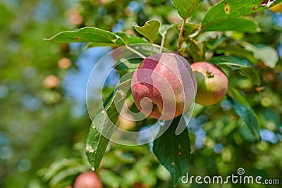 Red apples growing in a sunny orchard outdoors. Closeup of a fresh bunch of delicious ripe fruit being cultivated and Stock Photo