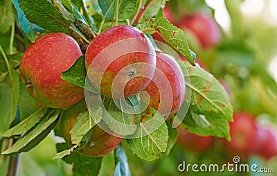 Red apples, orchard and blue sky with nature, leaves and ecology with garden, trees and healthy. Fruit, agriculture and Stock Photo