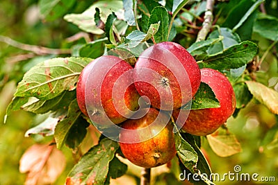 Red apples, orchard and nature for agriculture, summer season and garden for countryside tree and plant. Fruit, farm and Stock Photo