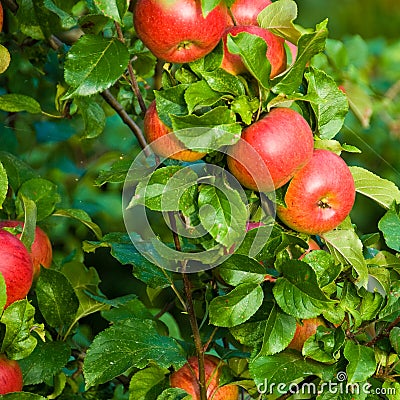 Red apples on tree Stock Photo