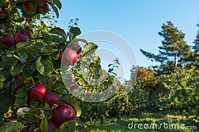 Red apples on the tree Stock Photo