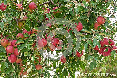 Red apples in the tree Stock Photo