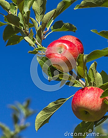 Red apples Stock Photo